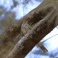 Oriolus sagittatus (Olive-backed Oriole) at Wee Jasper, NSW - 15 Dec 2023 by Trevor