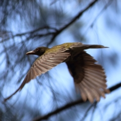 Oriolus sagittatus at Wee Jasper, NSW - 15 Dec 2023