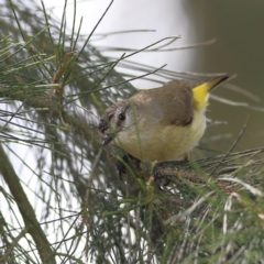 Acanthiza chrysorrhoa (Yellow-rumped Thornbill) at Wee Jasper, NSW - 15 Dec 2023 by Trevor