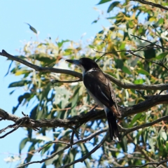 Cracticus torquatus (Grey Butcherbird) at Forde, ACT - 17 Dec 2023 by NathanaelC
