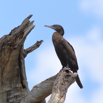 Phalacrocorax sulcirostris (Little Black Cormorant) at Wee Jasper, NSW - 15 Dec 2023 by MichaelWenke