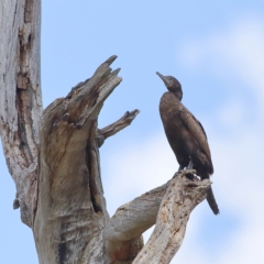 Phalacrocorax sulcirostris at Wee Jasper, NSW - 15 Dec 2023