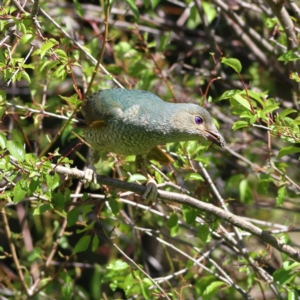 Ptilonorhynchus violaceus at Wee Jasper, NSW - 15 Dec 2023