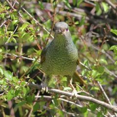 Ptilonorhynchus violaceus at Wee Jasper, NSW - 15 Dec 2023