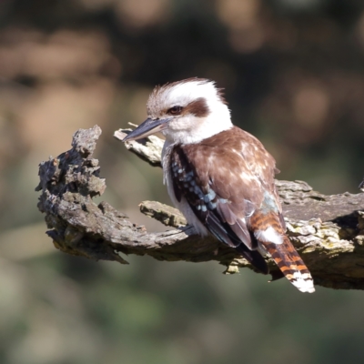 Dacelo novaeguineae (Laughing Kookaburra) at Wee Jasper, NSW - 15 Dec 2023 by Trevor