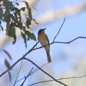 Myiagra rubecula at Wee Jasper, NSW - 16 Dec 2023 08:49 AM