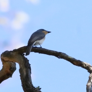 Myiagra rubecula at Wee Jasper, NSW - 16 Dec 2023 08:49 AM