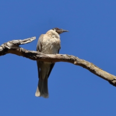 Philemon corniculatus (Noisy Friarbird) at Wee Jasper, NSW - 15 Dec 2023 by Trevor