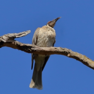 Philemon corniculatus at Wee Jasper, NSW - 16 Dec 2023