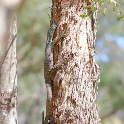 Varanus varius (Lace Monitor) at Wee Jasper, NSW - 16 Dec 2023 by Trevor