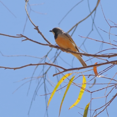 Pachycephala rufiventris (Rufous Whistler) at Wee Jasper, NSW - 16 Dec 2023 by MichaelWenke