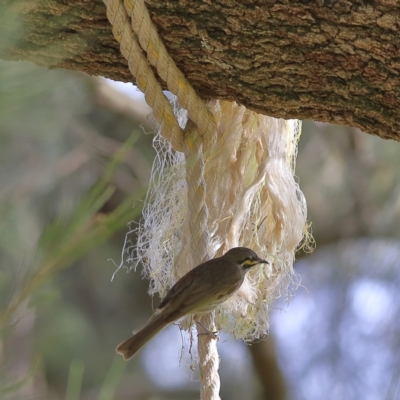 Caligavis chrysops (Yellow-faced Honeyeater) at Wee Jasper, NSW - 16 Dec 2023 by Trevor