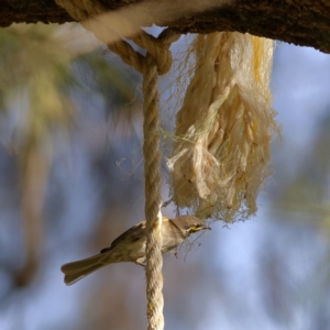 Caligavis chrysops at Wee Jasper, NSW - 16 Dec 2023