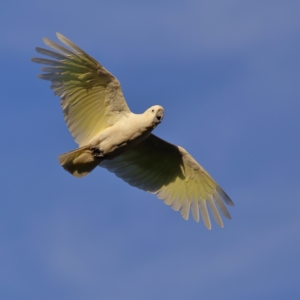 Cacatua galerita at Wee Jasper, NSW - 16 Dec 2023 07:15 PM