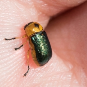 Aporocera (Aporocera) consors at Kuringa Woodlands - 14 Feb 2023