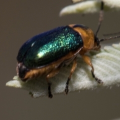 Aporocera (Aporocera) consors at Kuringa Woodlands - 14 Feb 2023