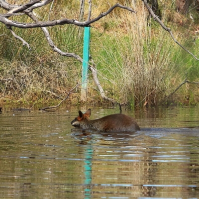 Wallabia bicolor (Swamp Wallaby) at Mulligans Flat - 16 Dec 2023 by NathanaelC