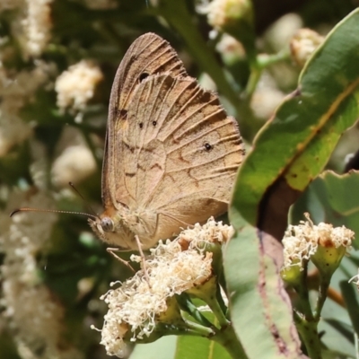 Heteronympha merope (Common Brown Butterfly) at Wodonga - 15 Dec 2023 by KylieWaldon