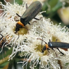 Chauliognathus lugubris (Plague Soldier Beetle) at Wodonga - 15 Dec 2023 by KylieWaldon