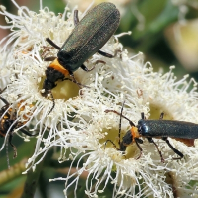 Chauliognathus lugubris (Plague Soldier Beetle) at Wodonga - 15 Dec 2023 by KylieWaldon