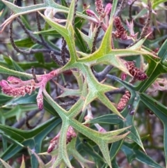 Grevillea ramosissima subsp. ramosissima (Fan Grevillea) at Queanbeyan West, NSW - 17 Dec 2023 by SteveBorkowskis