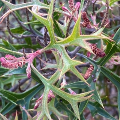 Grevillea ramosissima subsp. ramosissima (Fan Grevillea) at Queanbeyan West, NSW - 17 Dec 2023 by SteveBorkowskis