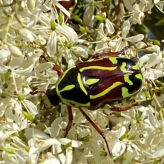 Eupoecila australasiae (Fiddler Beetle) at Queanbeyan West, NSW - 17 Dec 2023 by SteveBorkowskis