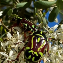 Eupoecila australasiae at QPRC LGA - 17 Dec 2023 06:22 PM