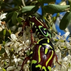 Eupoecila australasiae at QPRC LGA - 17 Dec 2023 06:22 PM