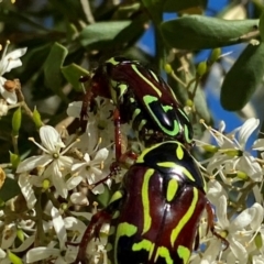 Eupoecila australasiae at QPRC LGA - 17 Dec 2023 06:22 PM