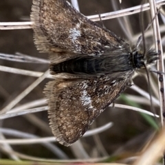 Heliothela (genus) (A P:yraloid moth (Heliotheliinae subf.)) at Geehi, NSW - 13 Dec 2023 by SteveBorkowskis