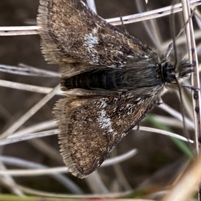 Heliothela (genus) (A P:yraloid moth (Heliotheliinae subf.)) at Kosciuszko National Park - 13 Dec 2023 by SteveBorkowskis