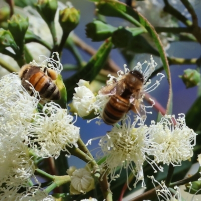 Apis mellifera at Wodonga, VIC - 15 Dec 2023 by KylieWaldon