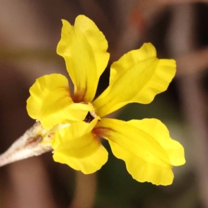 Goodenia hederacea subsp. hederacea at Bruce Ridge - 23 Oct 2023 08:37 AM