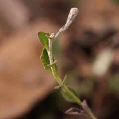 Goodenia hederacea subsp. hederacea at Bruce Ridge - 23 Oct 2023 08:37 AM