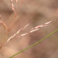 Rytidosperma pallidum (Red-anther Wallaby Grass) at Bruce Ridge - 22 Oct 2023 by ConBoekel