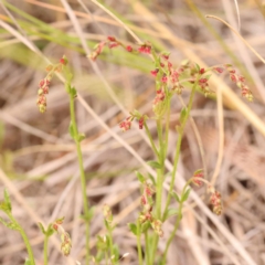 Gonocarpus tetragynus (Common Raspwort) at Bruce Ridge to Gossan Hill - 22 Oct 2023 by ConBoekel