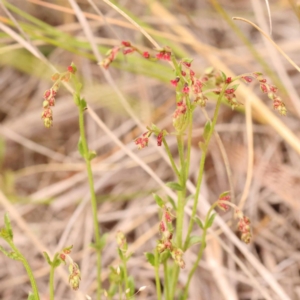 Gonocarpus tetragynus at Bruce Ridge to Gossan Hill - 23 Oct 2023 09:37 AM