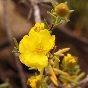 Hibbertia calycina at Bruce Ridge to Gossan Hill - 23 Oct 2023