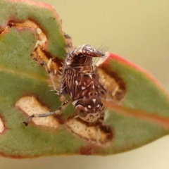 Brunotartessus fulvus (Yellow-headed Leafhopper) at Bruce Ridge - 22 Oct 2023 by ConBoekel