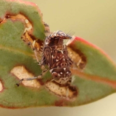 Brunotartessus fulvus (Yellow-headed Leafhopper) at Bruce Ridge to Gossan Hill - 22 Oct 2023 by ConBoekel