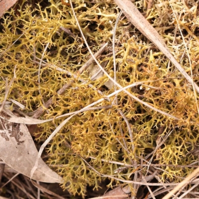 Cladia sp. (genus) at Bruce Ridge to Gossan Hill - 22 Oct 2023 by ConBoekel