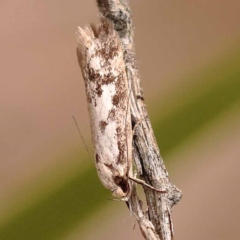 Eusemocosma pruinosa (Philobota Group Concealer Moth) at Bruce Ridge - 23 Oct 2023 by ConBoekel