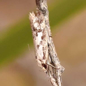 Eusemocosma pruinosa at Bruce Ridge - 23 Oct 2023 09:06 AM