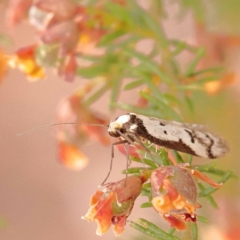 Philobota lysizona at Bruce Ridge - 23 Oct 2023