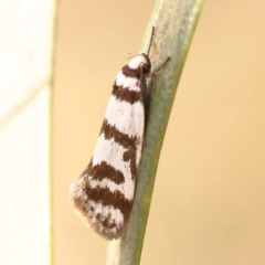 Philobota impletella Group (A concealer moth) at Bruce Ridge to Gossan Hill - 22 Oct 2023 by ConBoekel