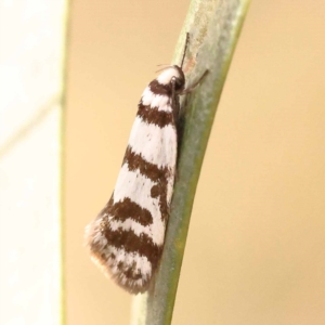 Philobota impletella Group at Bruce Ridge to Gossan Hill - 23 Oct 2023