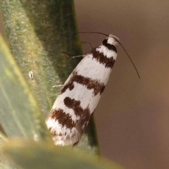 Philobota impletella Group at Bruce Ridge to Gossan Hill - 23 Oct 2023