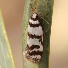 Philobota impletella Group at Bruce Ridge to Gossan Hill - 23 Oct 2023