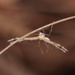 Sphenarches anisodactylus (Geranium Plume Moth) at Bruce Ridge to Gossan Hill - 22 Oct 2023 by ConBoekel